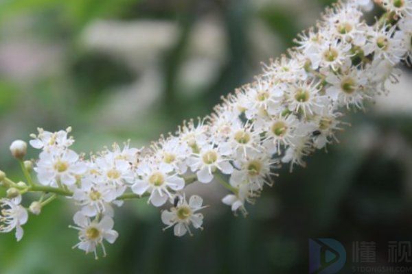 桂花茶是凉性还是热性