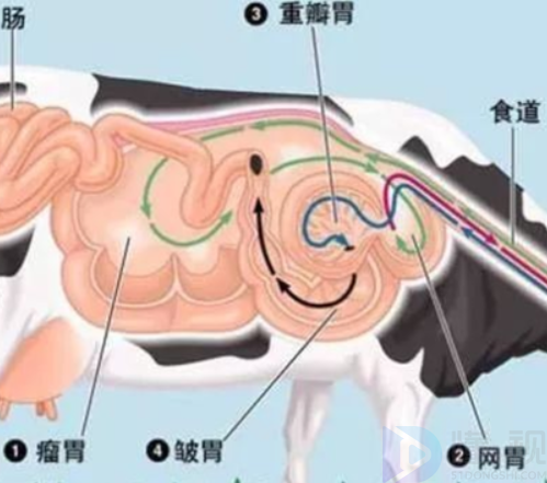 金钱肚是牛的哪个部位