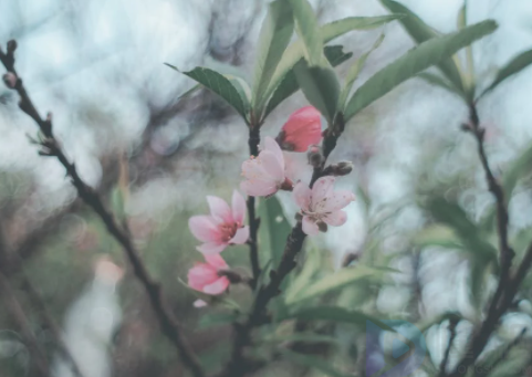 清明节踏青的来历