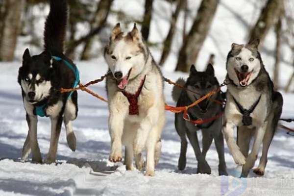 哈士奇是雪橇犬吗