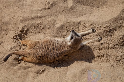 豆腐猫砂是什么