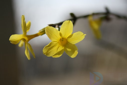 连翘与迎春花的区别