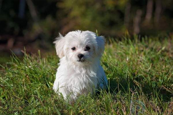 狗狗幼犬时期能吃水果吗