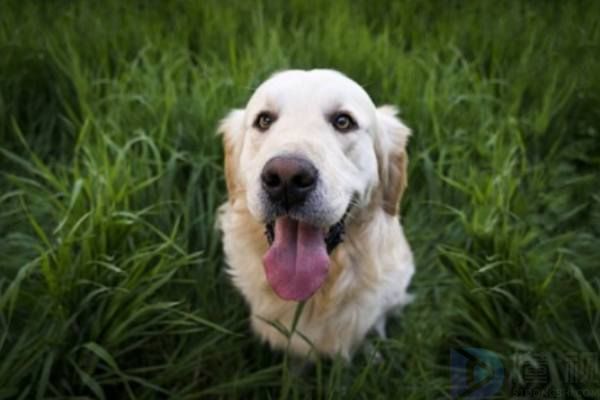 金毛犬腰椎盘突出该怎么办