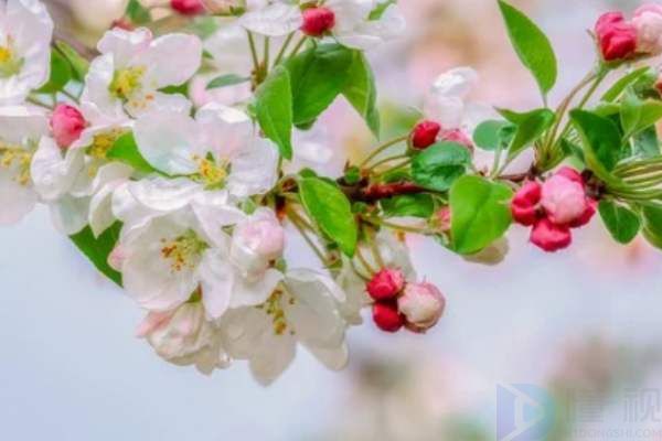 夫妇海棠花和丽格海棠的差别