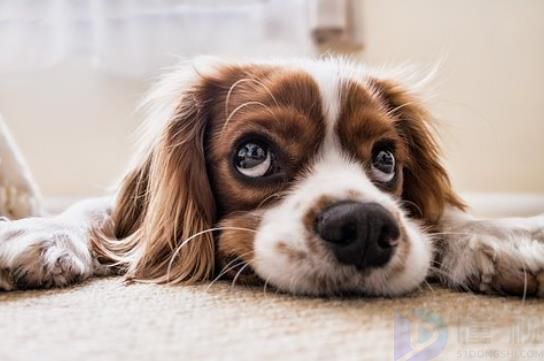 饲养可卡犬要注意什么