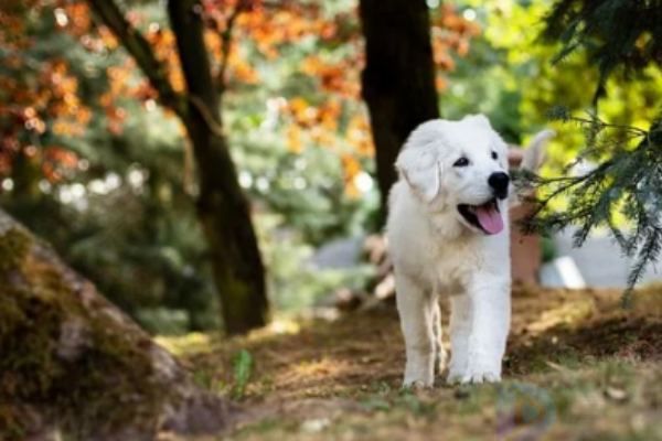 狗狗沐浴露是酸性还是碱性