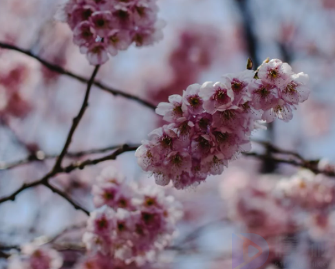 踏青节是哪一天