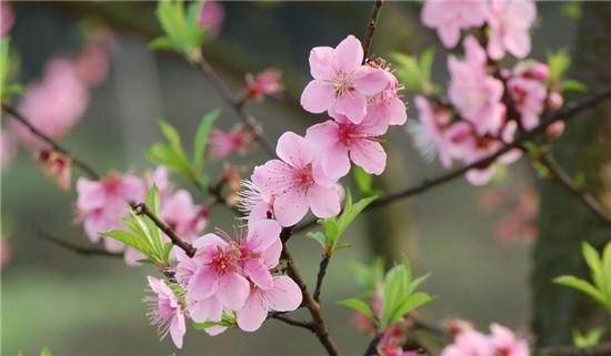 拈花惹草 一起来看《斗仙》的奇花异草吧