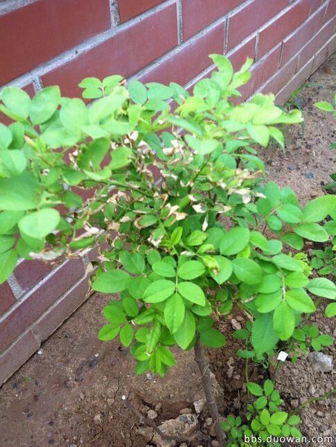 《基谷植物图鉴》——【普雷利镇】（多图）