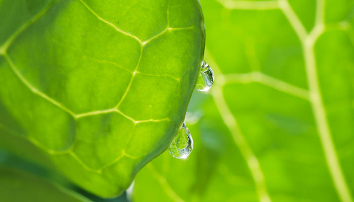 谷雨节气的诗词 