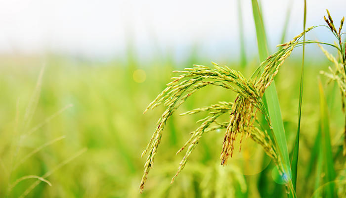 芒种节气传统习俗 