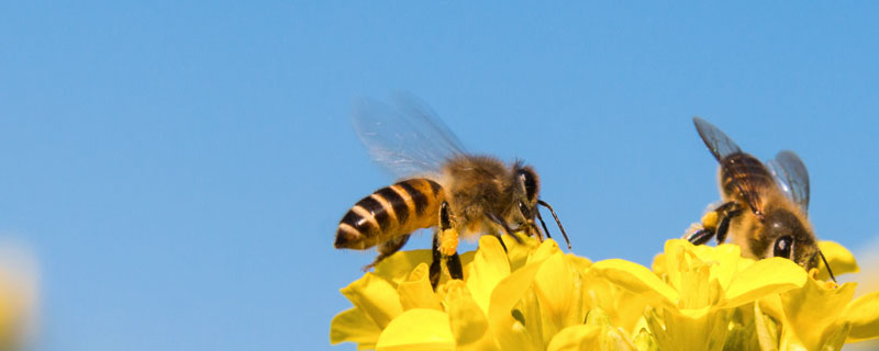 蜜蜂在什么季节出来 