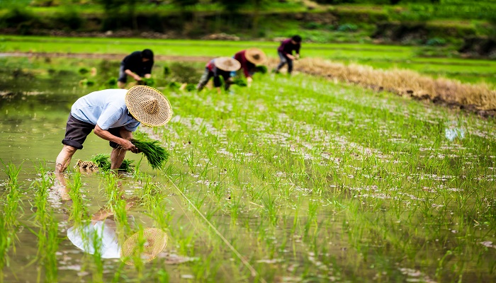 芒种节气的特点 