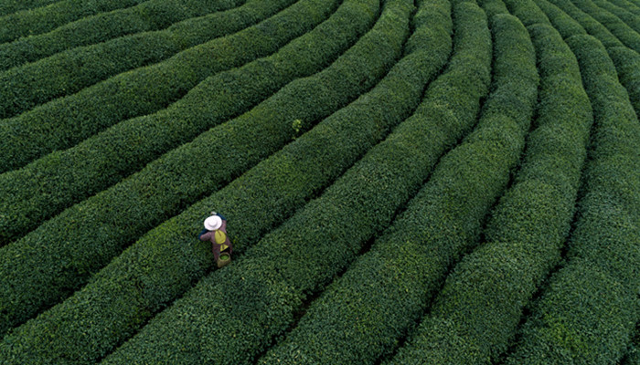 世界四大红茶 