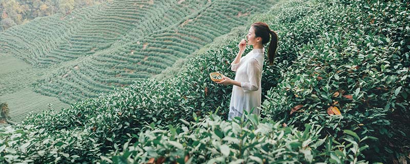 普洱茶属于什么茶 