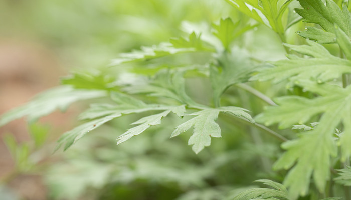 芒种有什么植物 