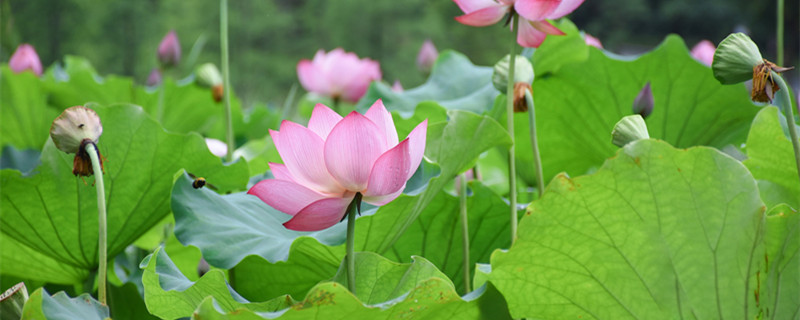 夏至和夏至日的区别 