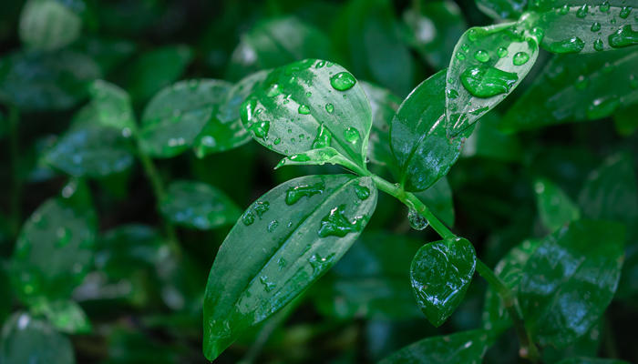 谷雨诗句写谷雨的古诗 