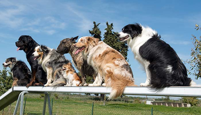 牧羊犬掉毛该怎么办 