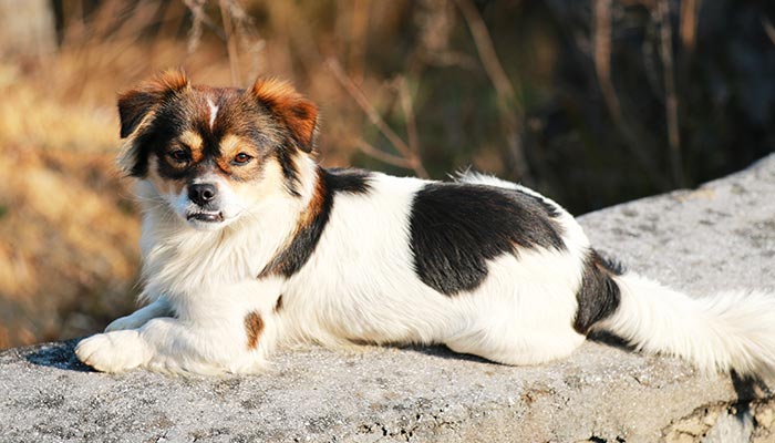 蝴蝶犬的特点 