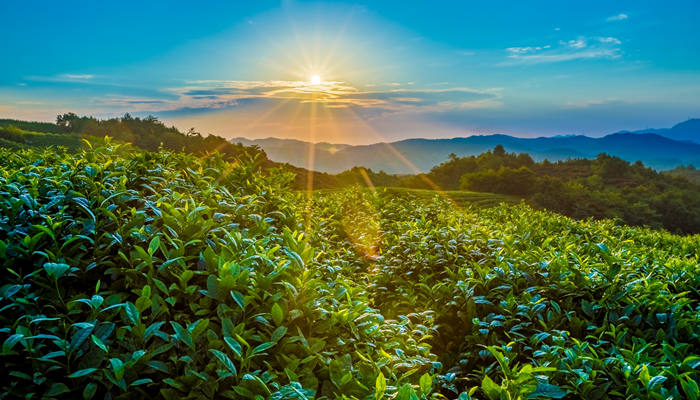 夏至节气在什么季节 