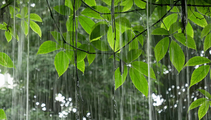 下雨了动物有哪些不同的表现 