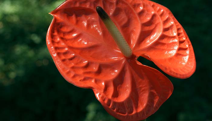 红掌什么季节换土 