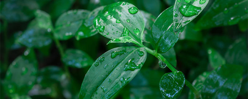 谷雨节气的诗词 