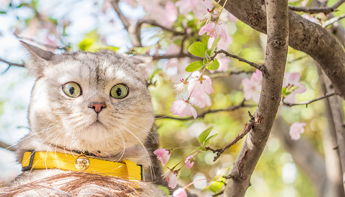 猫为什么爱吃花草 