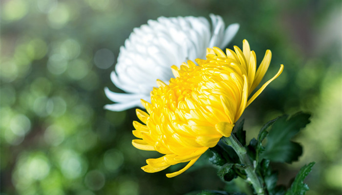 菊花的特点 