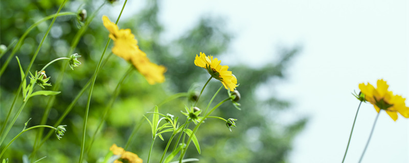 小雏菊花语 