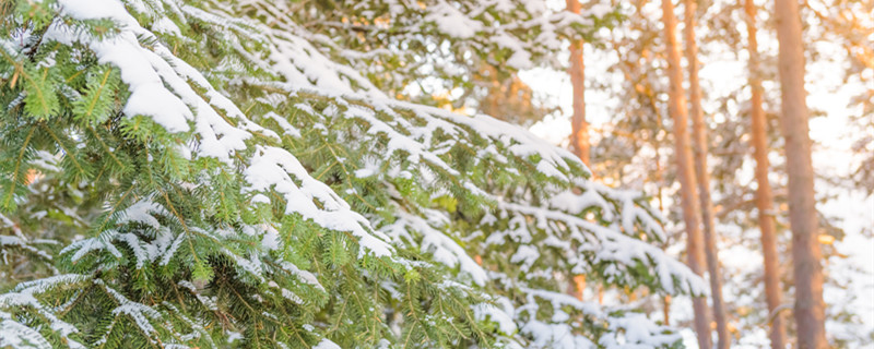 大雪压青松青松挺且直全诗 