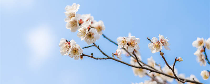 宝剑锋从磨砺出梅花香自苦寒来是什么意思 