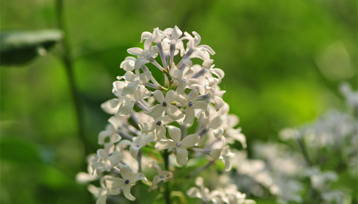 丁香花的颜色 