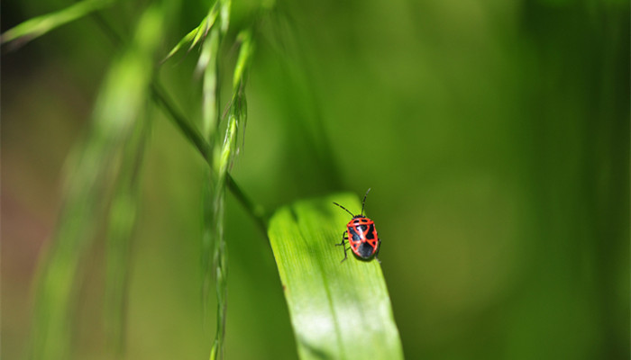 蜱虫会飞吗 