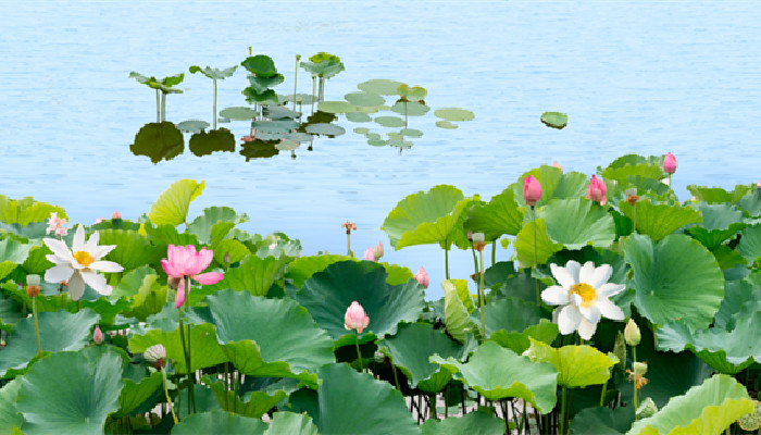 夏至天气会暖和吗 