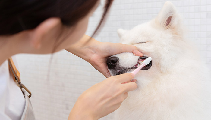 狗狗眼里的颜色 