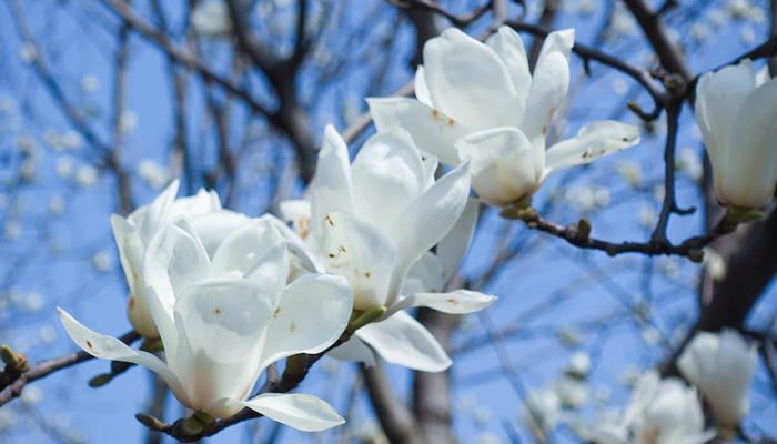 玉兰花花语 