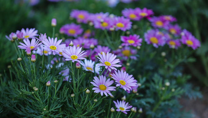 格桑花花语 