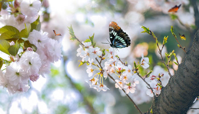 春天有哪些花 