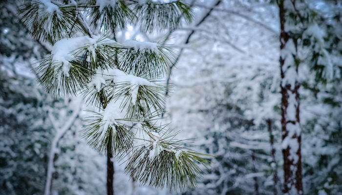 大雪压青松的寓意 