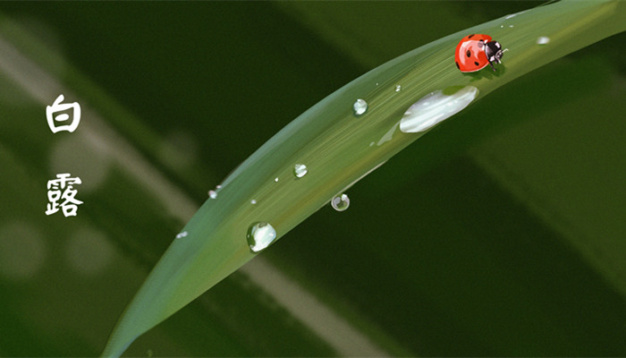 24节气白露的意思 