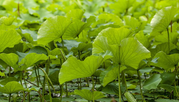 夏至日太阳直射点 