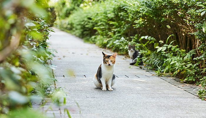 猫咪几岁到几岁是发情期 