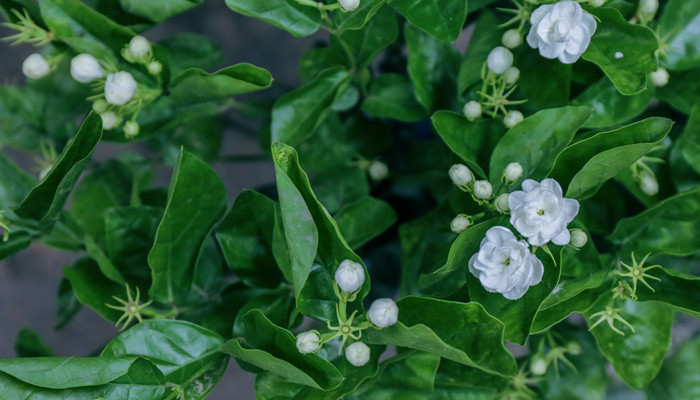 茉莉花花语 