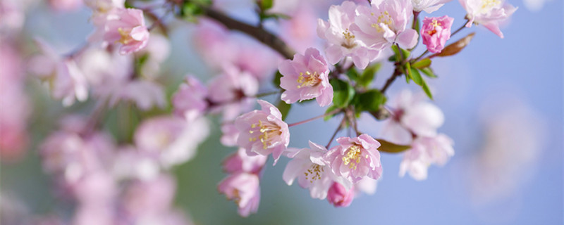 海棠花为什么叫断肠花 