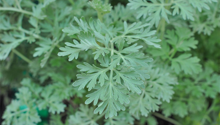 蒌蒿是什么植物 