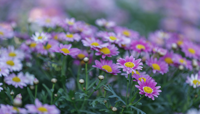 格桑花花语 