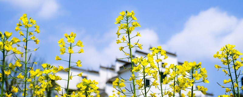 油菜花是什么意思 